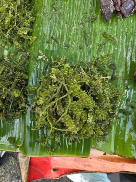 Berkas:Lawi-lawi yang dijual di pasar.jpg