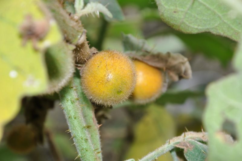 Berkas:Terong asam.jpg