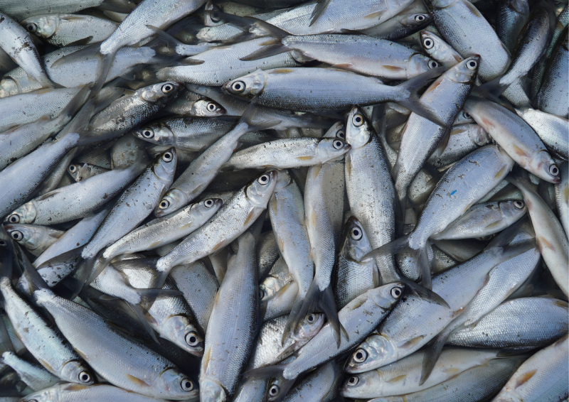 Berkas:Budidaya-ikan-bandeng.png