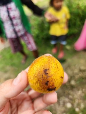 Buah lakoat masak.jpg