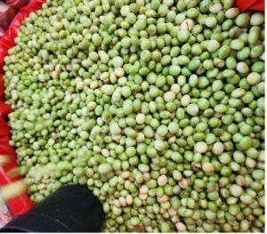 Kacang Turis.jpg