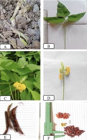 Morofologi kacang nasi.png