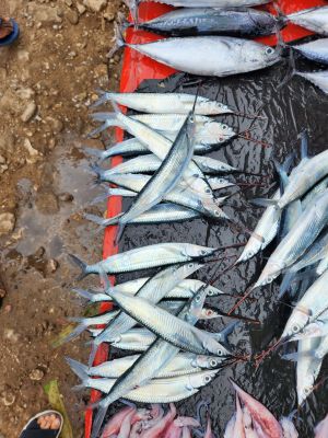 Ikan Nipi Segar oleh Balgies Devi Fortuna.jpg