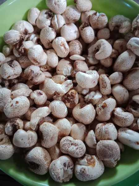 Berkas:WhatsApp Image 2026-02-03 at 11.39.51.jpg