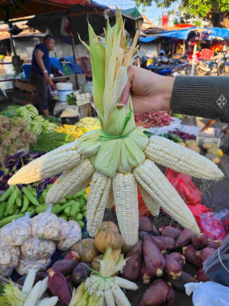 Berkas:Jagung pulut 5.jpg