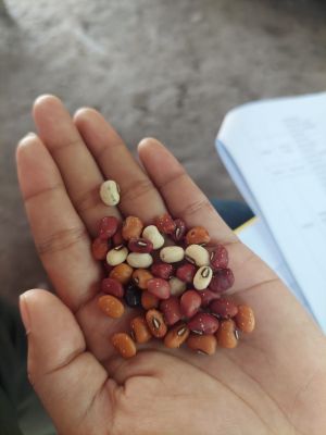 Kacang Nasi.jpg