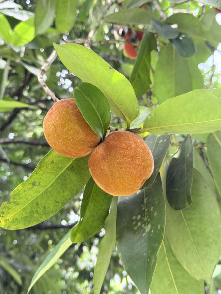 Berkas:Bisbul dipohon.png