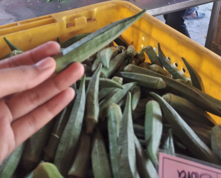 Berkas:Okra.jpg