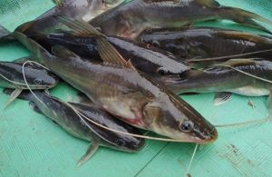Ikan Baung.jpg