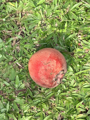 Buah Bisbul Matang (Sumber: Balgies D Fortuna)