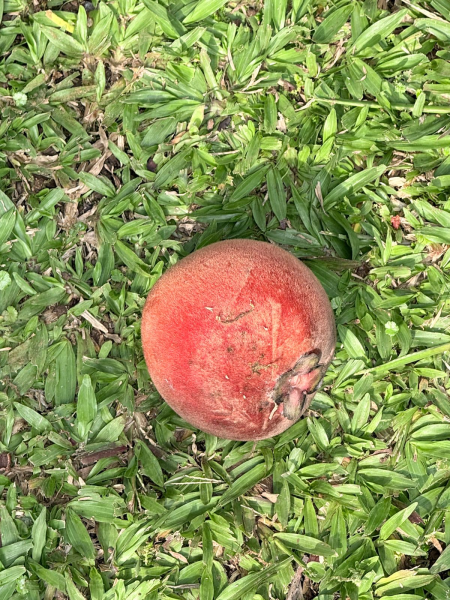 Berkas:Buah Bisbul Matang.png