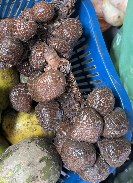 Berkas:Asam Paya atau Asam Payo atau Asam Kelubi.png