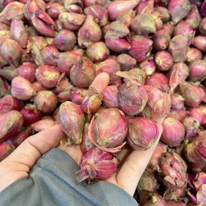 Bawang merah irma.jpg